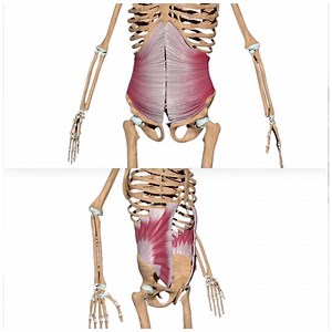 The problem with most "at home workouts" is that they don't ACTUALLY tighten the waistline. ...This is because most common ab exercises (crunches or sit ups) focus on the VERTICAL running ab muscles, which do not result in a tight waistline. The real key to a tight waistline is strengthening the HORIZONTAL running ab muscles. Find out how here 👇 | WeShape