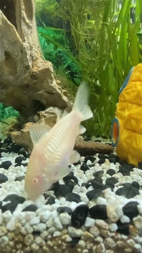 Dancing in the water.