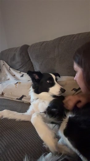 Forever Friends: Celebrating Border Collies