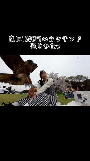 鷹にサンドイッチを奪われた面白い瞬間