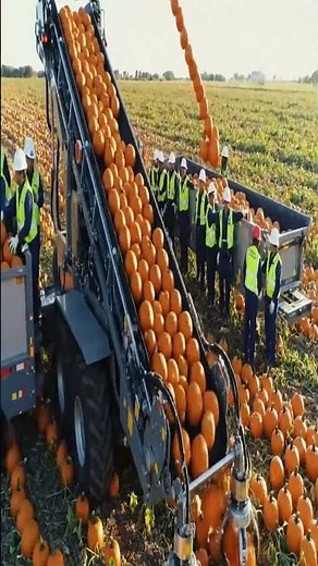 From Seed to Puree: Organic Pumpkin Farming & Golden Harvest Processing Journey