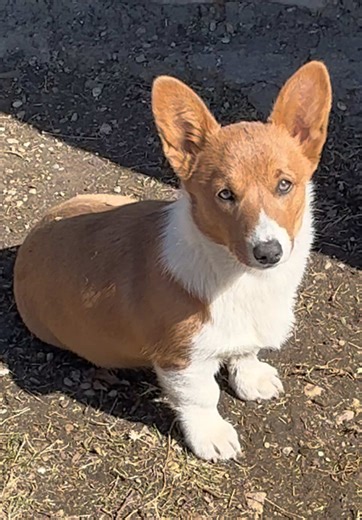 The Joys of Having Corgis: A Delightful Dog Experience