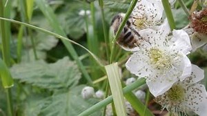 This brilliant footage shows one of the UK's rarest bumblebees - a Shrill carder bee. They are so named because of their noticeably high-pitched buzz! This lovely video was taken last summer at Cliffe Pools in Kent, by volunteer Alan Cobb. | Bumblebee Conservation Trust
