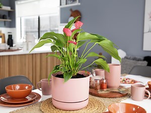 How To Grow And Care For Anthurium  - Bunnings New Zealand