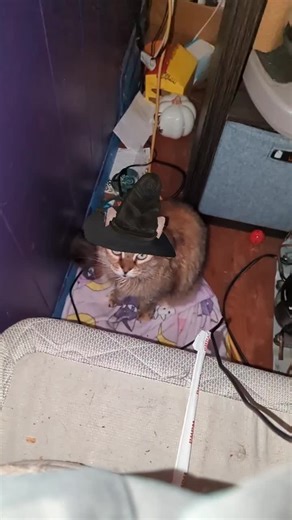 Jennifer Steelman (@jennifersteelman7)’s videos with Harry Potter - The Intermezzo Orchestra