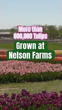 Nelson Produce Farms 800,000 Tulips: Weather, Work & Blooming Success