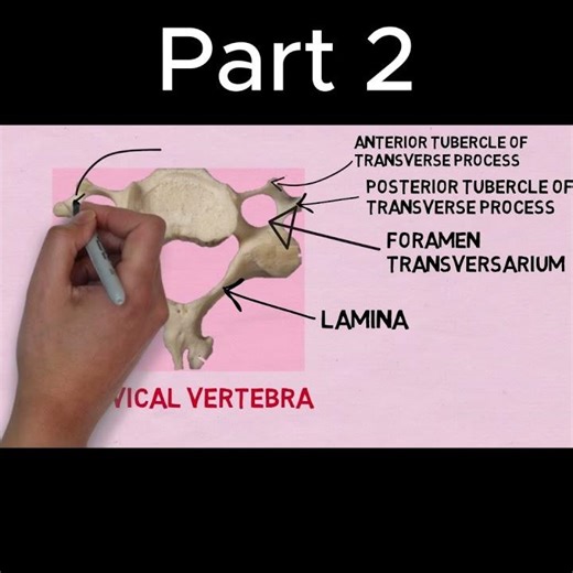 You’re Studying Cervical Vertebra WRONG! (Fix This) Part 2 #anatomy #doctor #mbbs