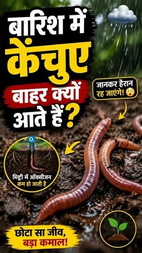 Why do earthworms come out in the rain?