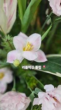 튤립의 계절 ♡ 꽃잎을 조심스레 뒤집어요. #가양감리교회 #성전꽃꽂이 #florist #튤립 #대전교회 #교회꽃꽃이 #꽃꽂이배우기 #flowerarrangement