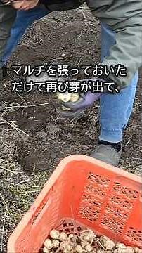 【菊芋無限栽培】1度植えたら何年も取れる！