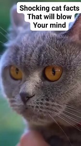 102K views · 2.1K reactions | Cat facts that will blow your mind #reelsviralシ #fypreelsシ゚ #fypreelsシ゚viralシ #viralreelsシ #fypreelstrending #reelscats #catreels #catreelsfbviral #catreelsfb #fypシ゚ #reelspetlover #catcute | All about cats | Facebook