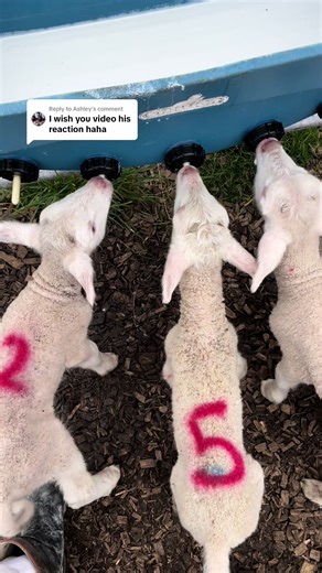 Funny Encounter with Lambs on the Farm - Hilarious Moments!