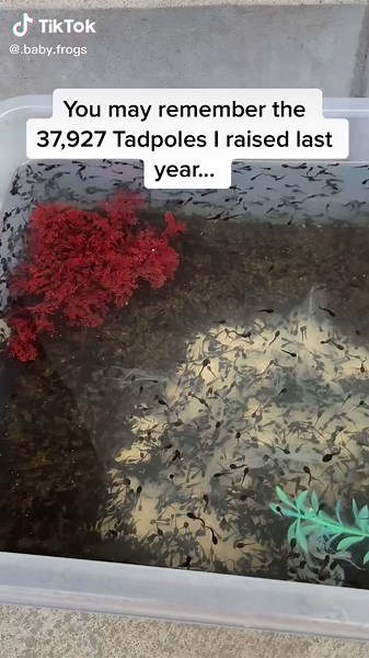 how many do you think there is? This will definitely become a powerful frog army 🐸Link in bio to get a tadpole kit ❤️ #frogspawn #fyp #nature