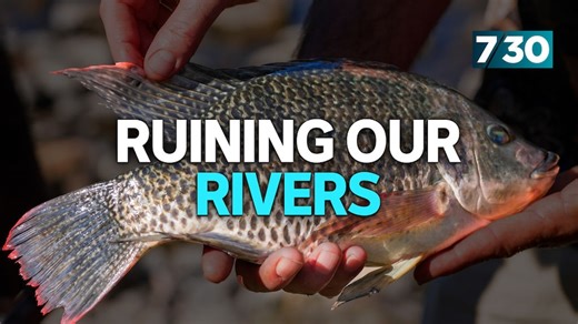 Traditional owners and scientists team up to save Mary River’s unique species
