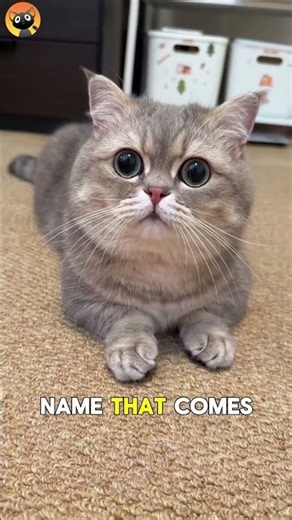 7 Most Common Names for Cats