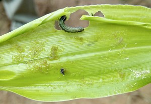 Five things to know about African farmers’ latest foe - the Fall Armyworm