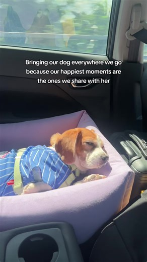 Bringing Our Beagle Everywhere for Happy Moments