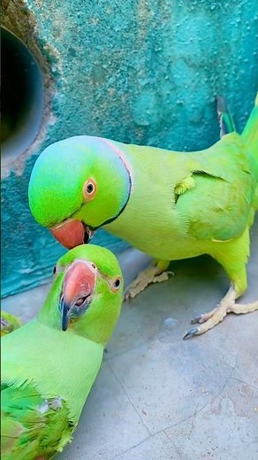 Talking parrot video # Indian Ringneck parrot video #viralvideo #talkingparot #talkingparrot
