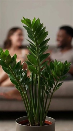 Best Low Maintenance Plants for Busy People
