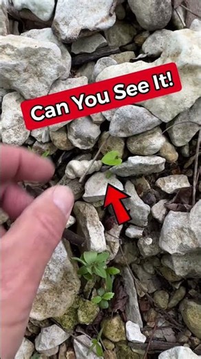Fossil hunting in Oklahoma: ancient gastropod from a vanished sea #fossil #geology #rockhounding