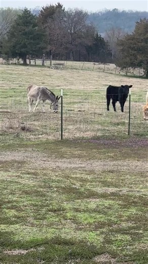 When the donkey decides to help you practice baseball!