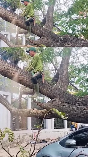 Amazing Giant tree cutting techniques skills #treecutting #shortvideo #chainsaw | Thad Greer