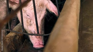 Close-up of a breeder pig drinking water after eating in a cage on a pig farm, Pig Breeding farm in swine business,4k