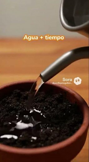 From Seed to Mango Tree 🥭🌱 (This is How It Starts) #homegarden #plants #insecticide #fruits #bees