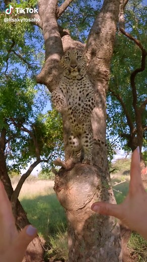 Leopard Jumping: Stunning Wildlife Moment