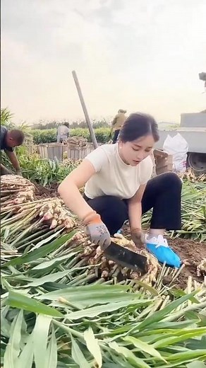 How China Grows Giant Ginger | Secret Trench Farming Method Explained