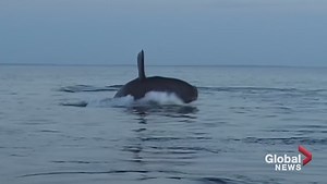 Saving whales in the Bay of Fundy