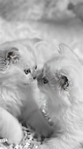 Snowy Kitten #kitten #cute