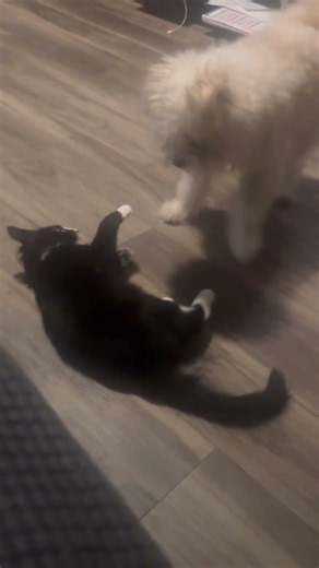 😼🐱😼😼🐱😼😼🤨🤨🤨 #memes #funny #hamster #voiceover #trap #comedy #viral #funnyanimals