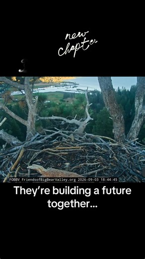 Bald Eagle Nesting Journey: Kaydee & Shadow Building a Future Together