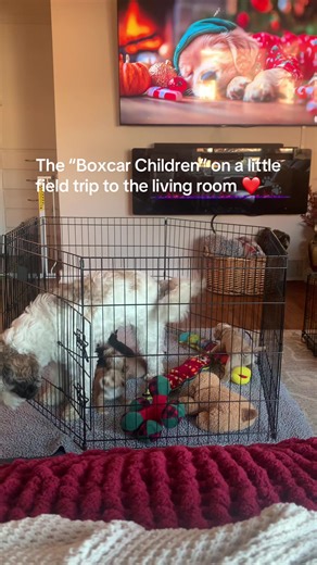 Tiny paws, big discoveries 🐾 Mama Tessi’s little Australian Labradoodle pups went on a living room field trip today…so many new smells, sounds, and sights! Tomorrow we level up with puppy mush ❤️🐾 #puppyadventures #puppyfieldtrip #newexperiences #puppyenrichment #australianlabradoodles