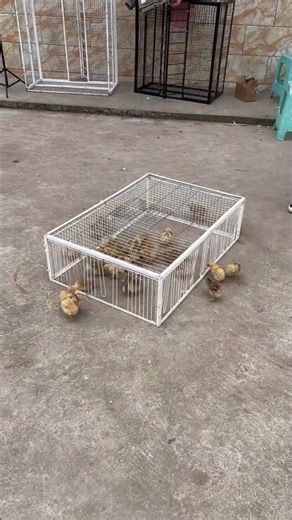 Simple DIY Chicken & Bird Trap Cage | Easy Way to Catch Chicks and Pigeons #shorts