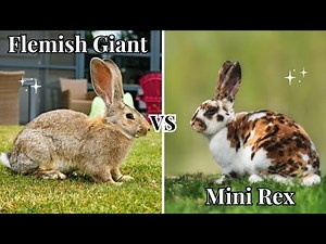 Flemish Giant vs Mini Rex Rabbit 🐰 | Which Bunny Is Best for You?