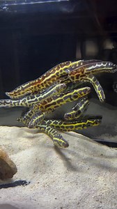 8.7K views · 30 reactions | Available now at Fishkeepers BD | Fish Keepers. | Facebook