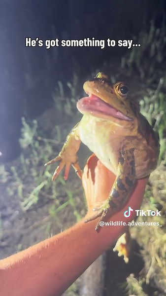 Listen up #frogs #herping #animals #funny #cute