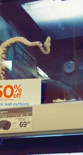 Exploring the Beauty of Ball Pythons