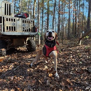 Southern Cross Cut Gear on Reels