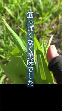 山菜採る人｜タラの芽とか5種