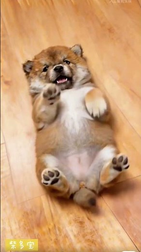 치명적인 뱃살... 만져봐도 될까요? 🐾"