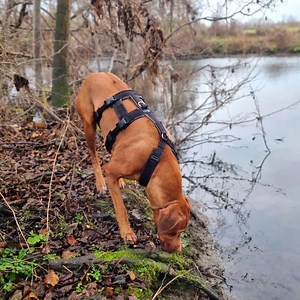 AnnyX Safety 防掙脫胸背帶 三線設計 恐懼犬及怕鞭炮狗必備- 月亮狗