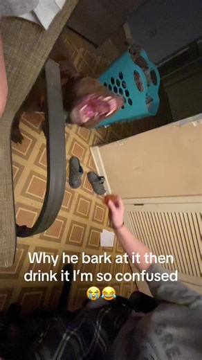 Alexis Nichole (@alexisnicholebogg5)’s video of drinks