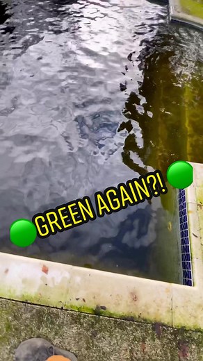 Pool Cover Green Removal Process