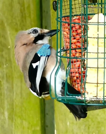 Eurasian Jay Bird On Bird Feeder Eating Nuts In My Garden