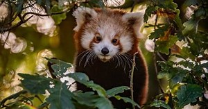 Watch: Rare red panda cubs emerge for first time from Chester Zoo den