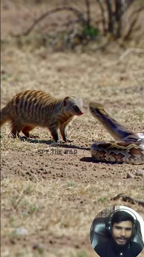 Python vs Mongoose Power of Crushing Coils vs Lightning Speed – A Wild Battle with a Shocking End