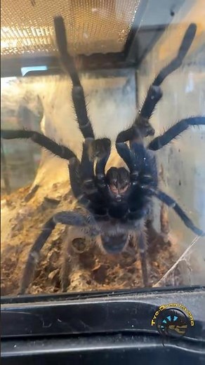 just an Innocent Fuzzy Friend Minding Its Own Business! 🕷️ #tarantula #spider #jumpscare #prank